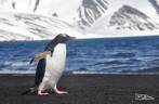 Um pinguim gentoo na praia de Deception Island, na Antártida